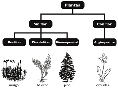 Clasificacion de las plantas